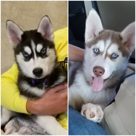 siberian husky for sale in missouri|siberian husky breeders in missouri.